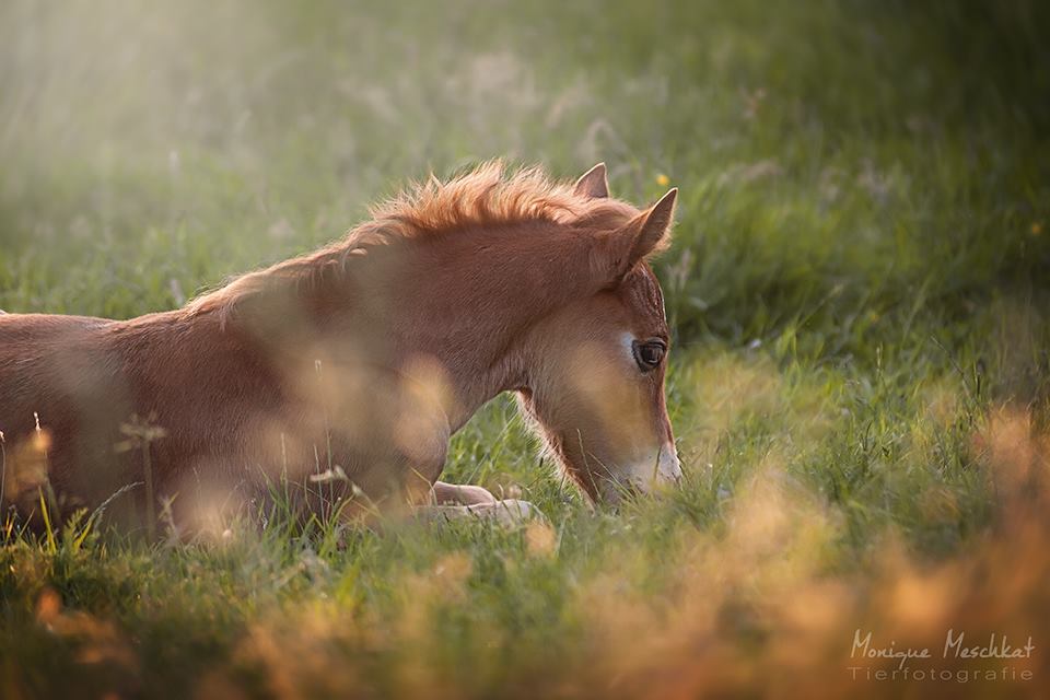 Traver Tamino Welsh Cob @Monique Meschkat